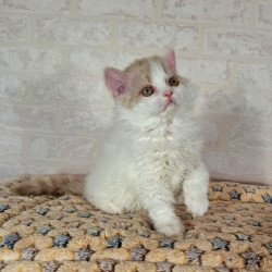 Selkirk Rex NOV Quick