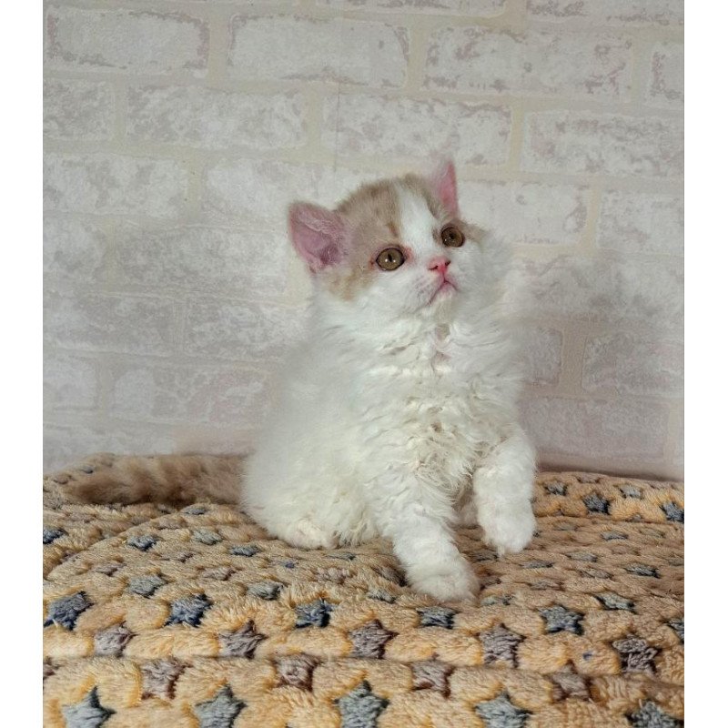 Selkirk Rex NOV Quick
