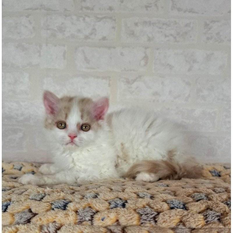 Selkirk Rex NOV Quick