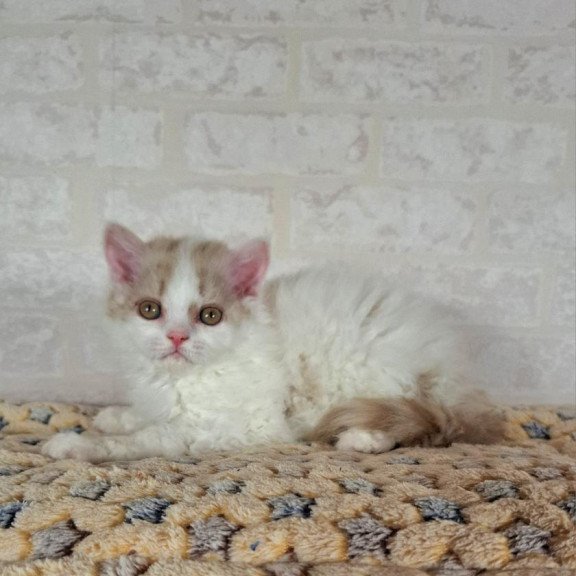 Selkirk Rex NOV Quick