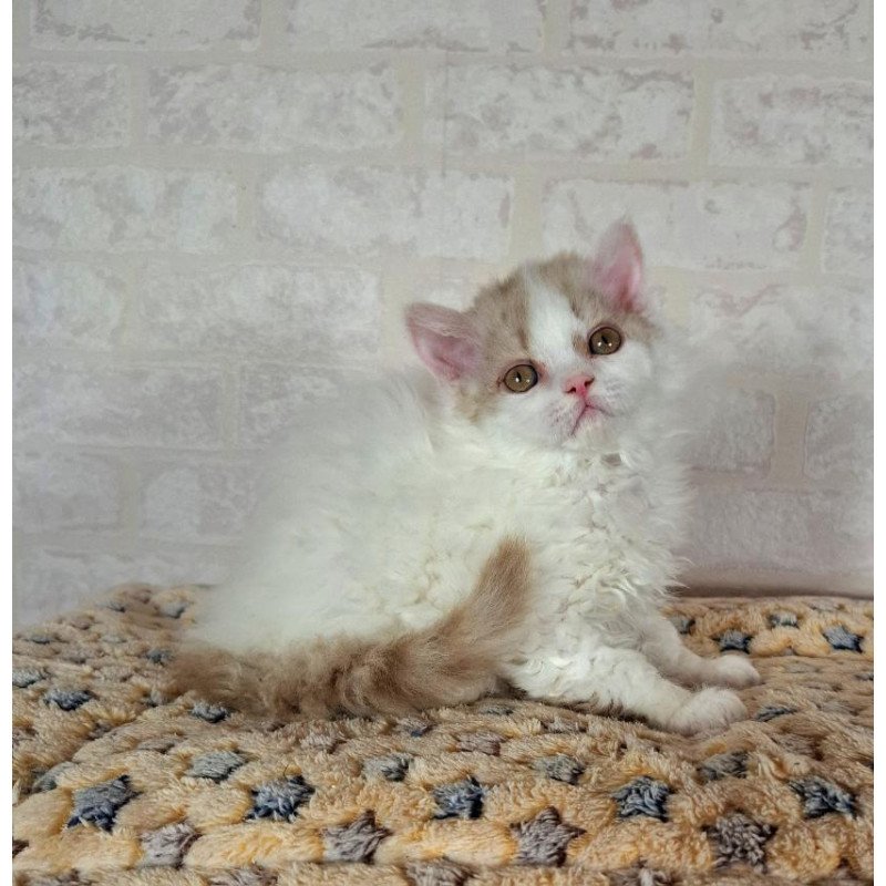 Selkirk Rex NOV Quick