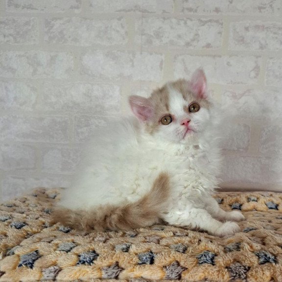 Selkirk Rex NOV Quick