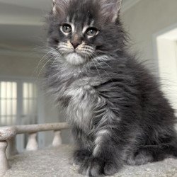 Maine Coon NOV Yarik
