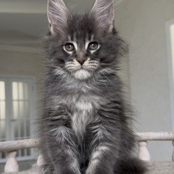 Maine Coon NOV Yarik