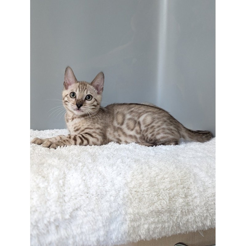 Bengal NOV Chester