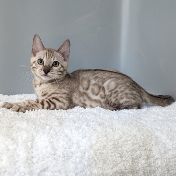 Bengal NOV Chester