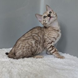 Bengal NOV Chester