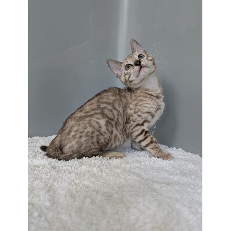 Bengal NOV Chester