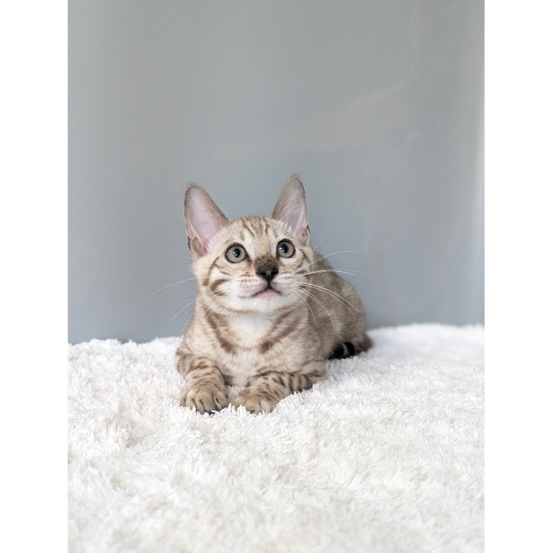 Bengal NOV Chester