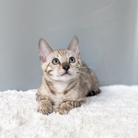 Bengal NOV Chester