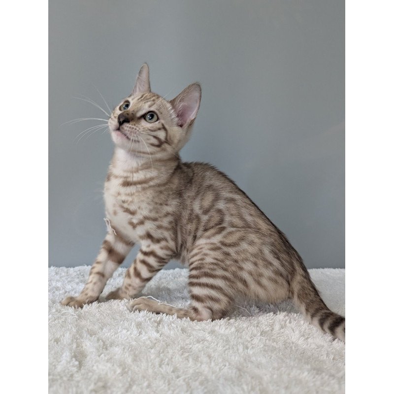 Bengal NOV Chester