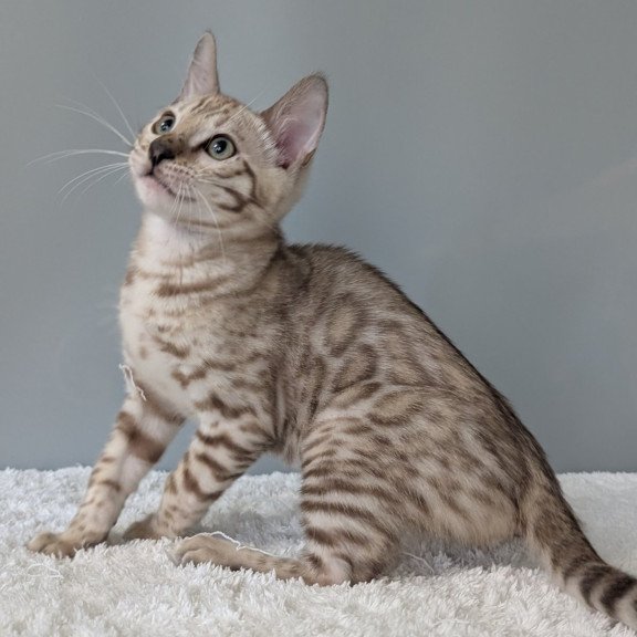 Bengal NOV Chester