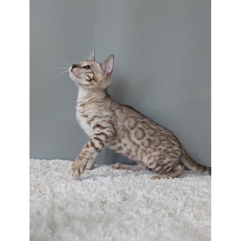 Bengal NOV Chester