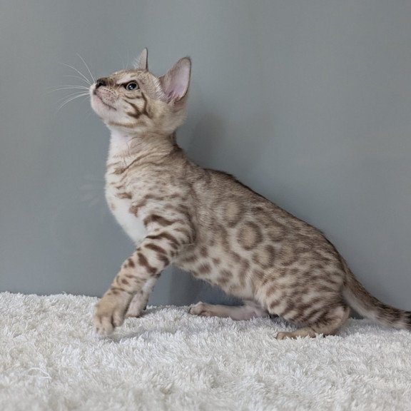 Bengal NOV Chester