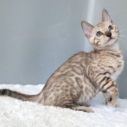 Bengal NOV Chester