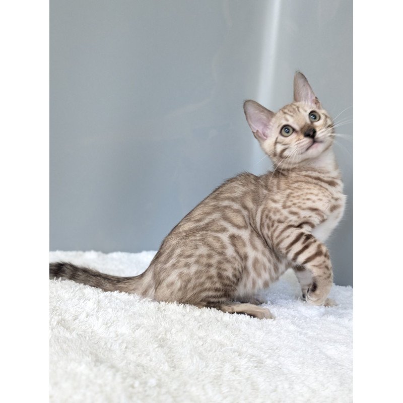 Bengal NOV Chester
