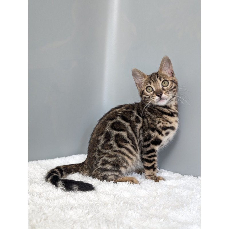 Bengal NOV Diana