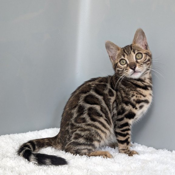 Bengal NOV Diana