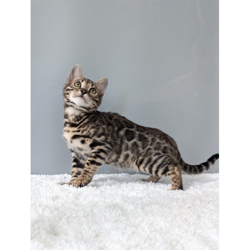 Bengal NOV Diana