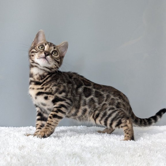 Bengal NOV Diana