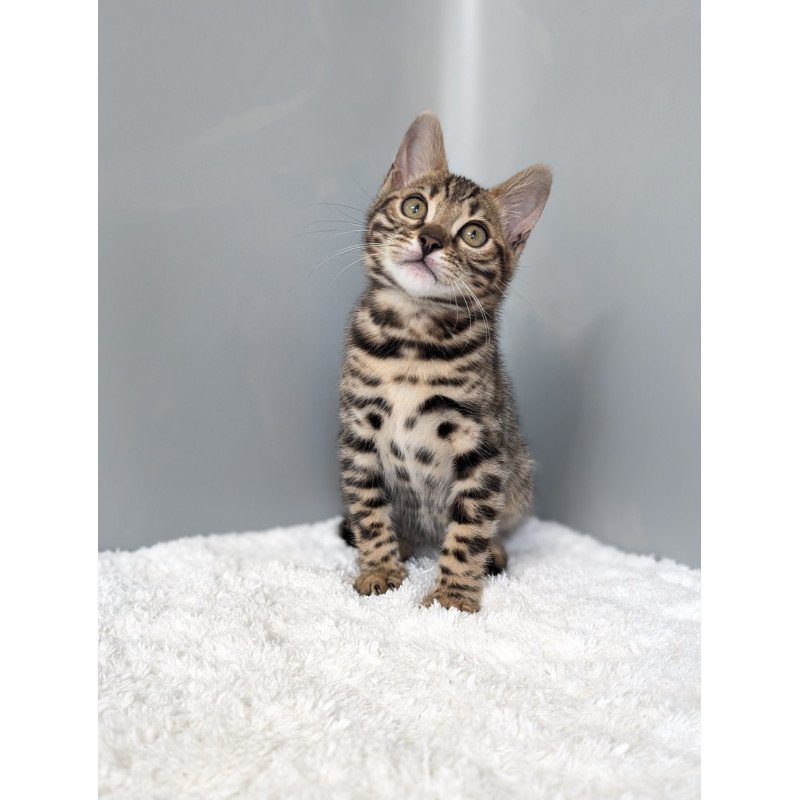 Bengal NOV Diana