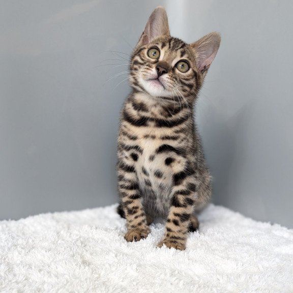 Bengal NOV Diana