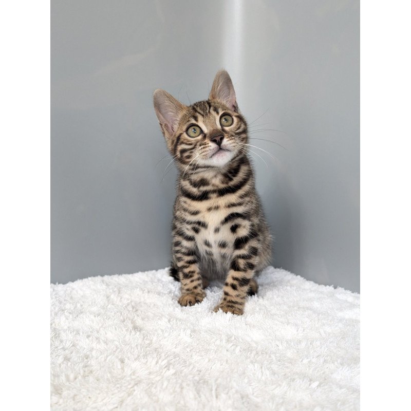 Bengal NOV Diana