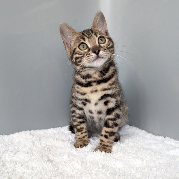 Bengal NOV Diana
