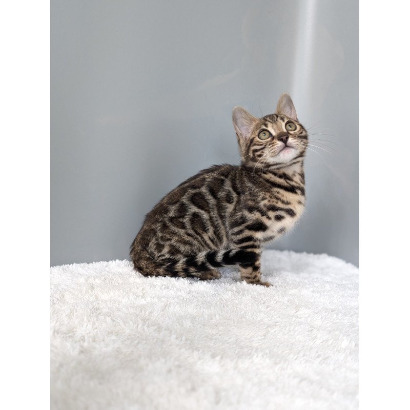 Bengal NOV Diana
