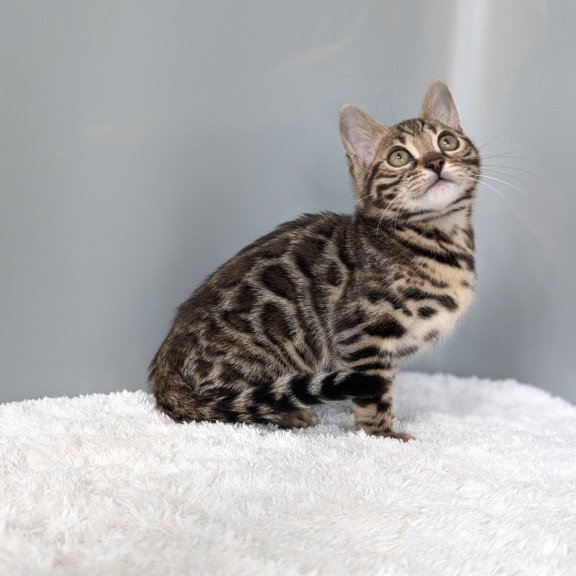 Bengal NOV Diana