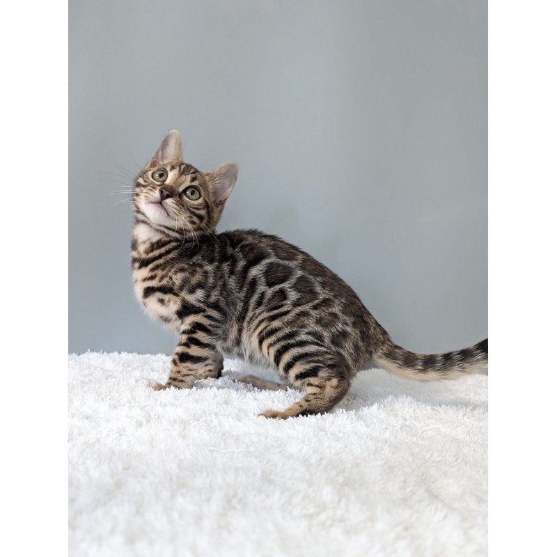 Bengal NOV Diana