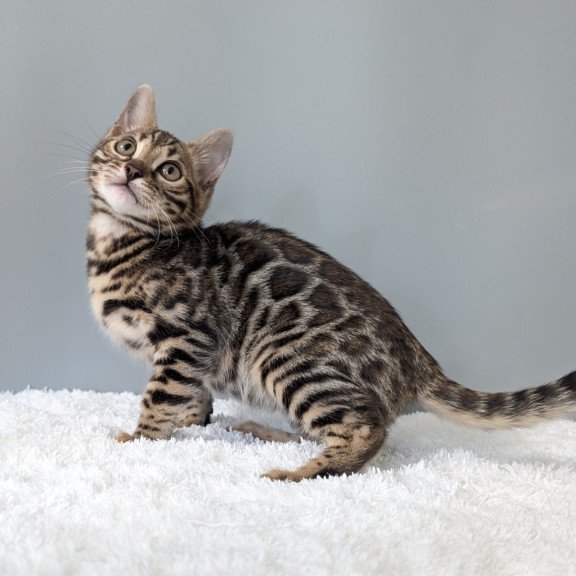 Bengal NOV Diana
