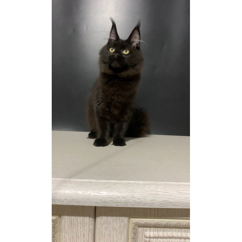 Maine Coon NOV Tuluza