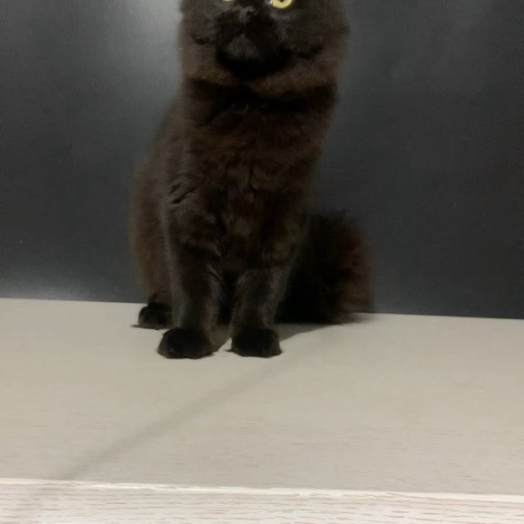 Maine Coon NOV Tuluza