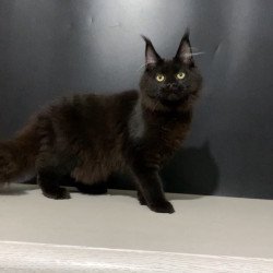 Maine Coon NOV Tuluza