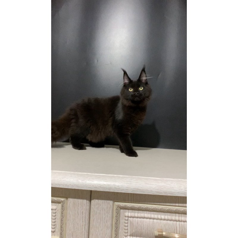 Maine Coon NOV Tuluza