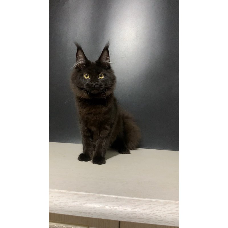 Maine Coon NOV Tuluza