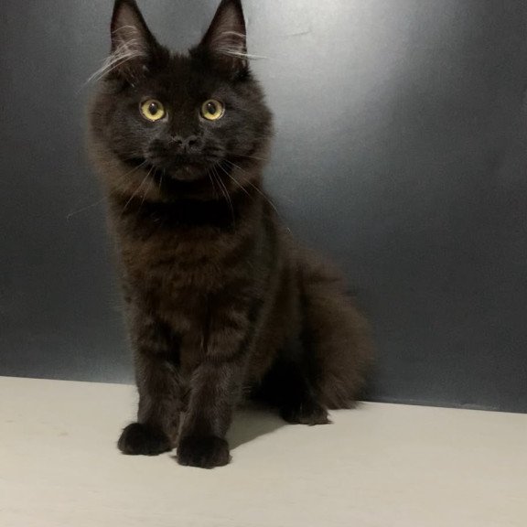 Maine Coon NOV Tuluza