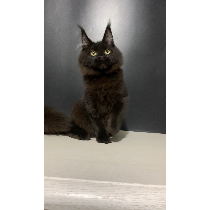 Maine Coon NOV Tuluza