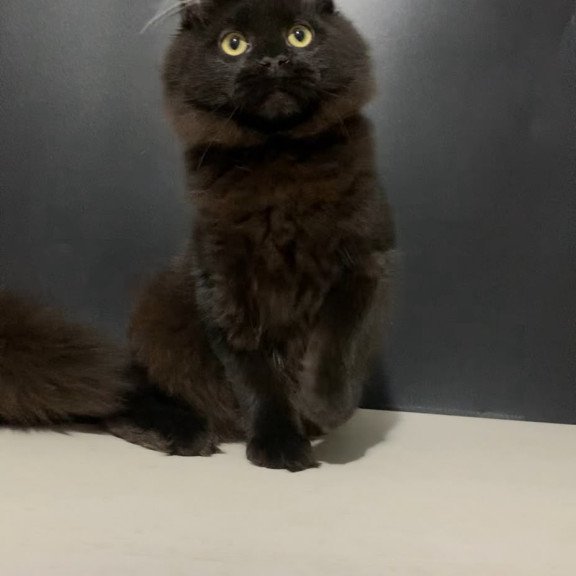 Maine Coon NOV Tuluza