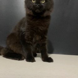 Maine Coon NOV Tuluza