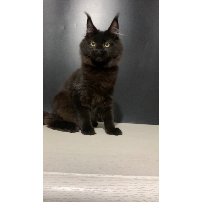 Maine Coon NOV Tuluza