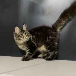 Maine Coon NOV Tropicana