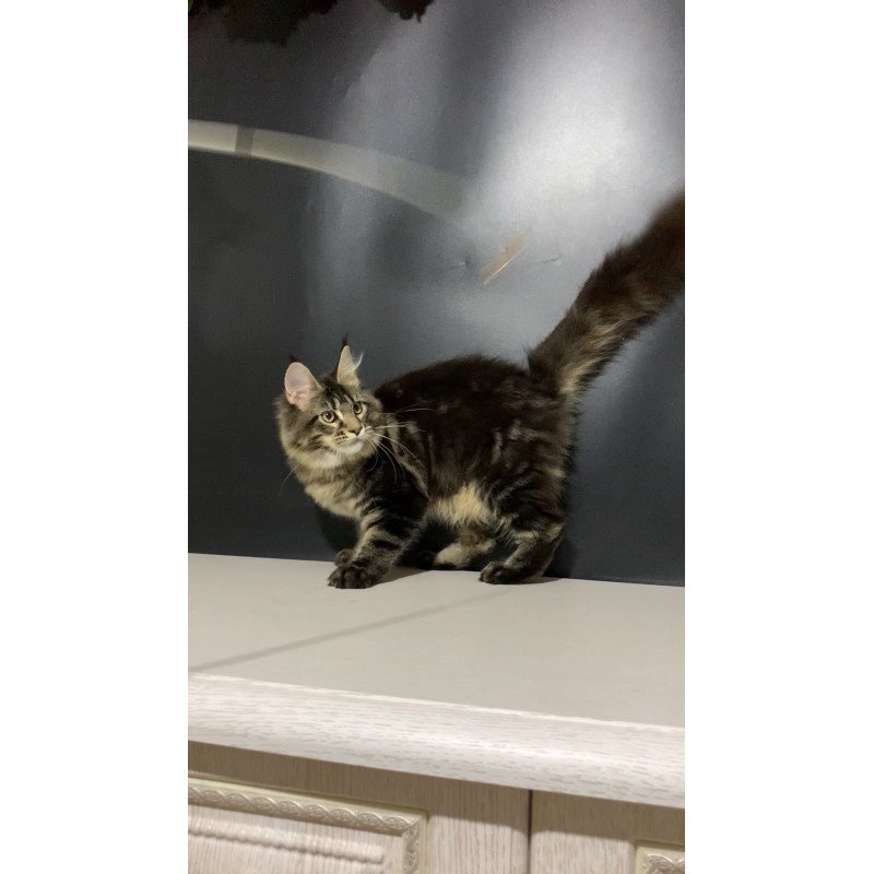 Maine Coon NOV Tropicana