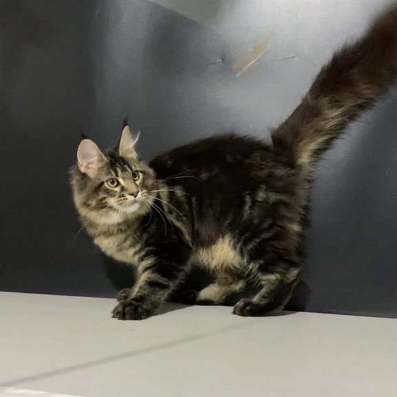 Maine Coon NOV Tropicana