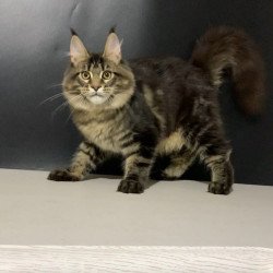 Maine Coon NOV Tropicana