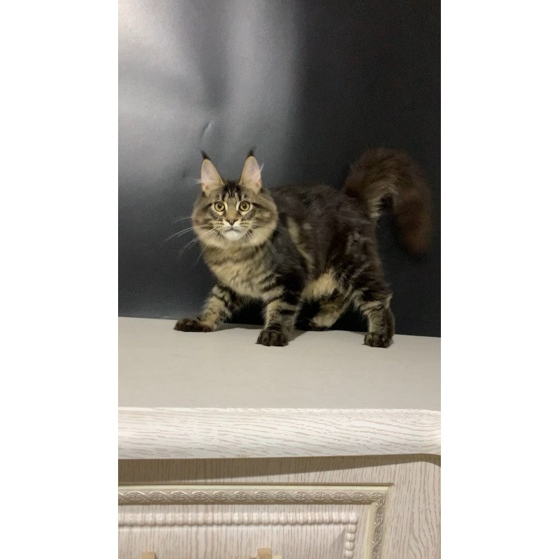 Maine Coon NOV Tropicana