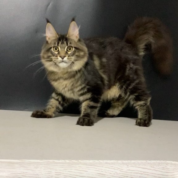 Maine Coon NOV Tropicana