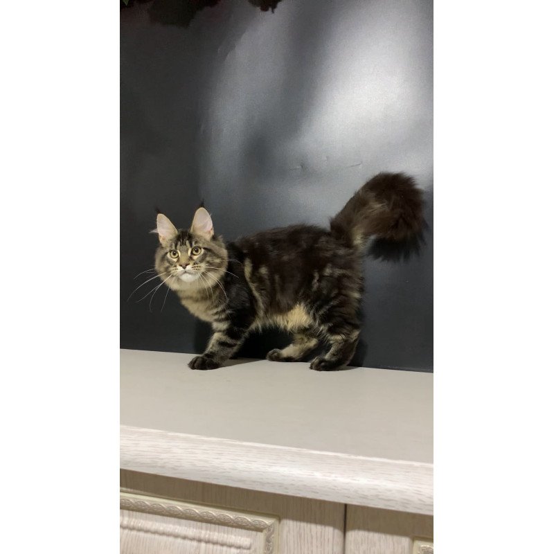 Maine Coon NOV Tropicana