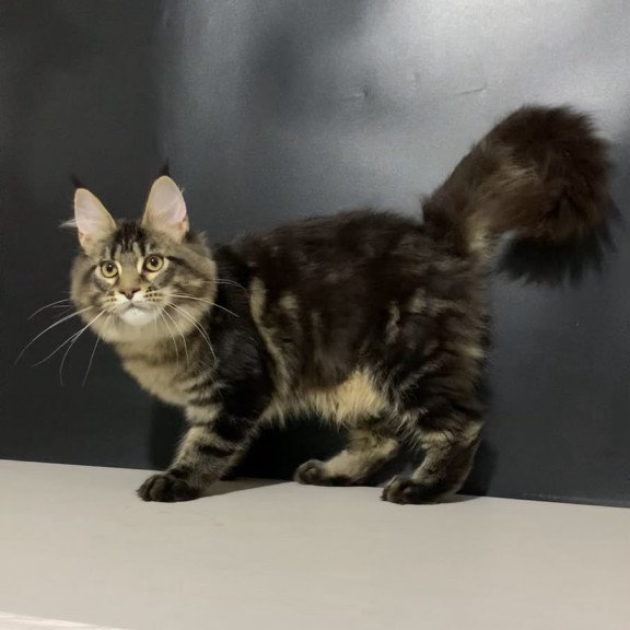 Maine Coon NOV Tropicana